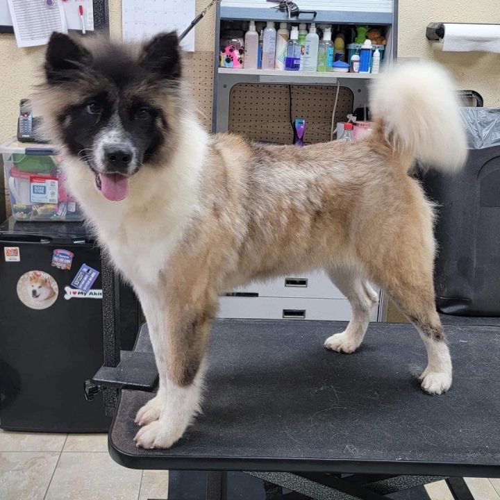 Dog for adoption Dagashi an Akita in Chesapeake VA Petfinder