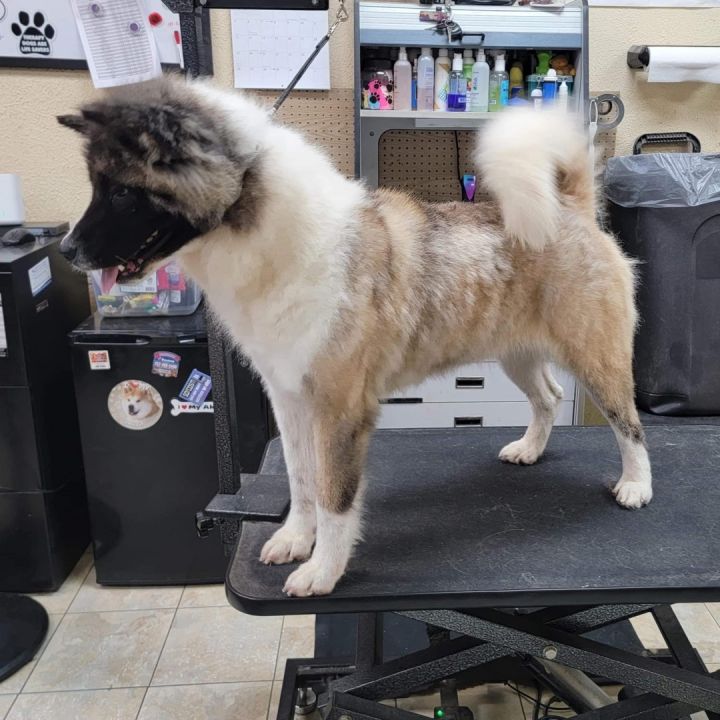 Dog for adoption - Dagashi, an Akita in Chesapeake, VA | Petfinder