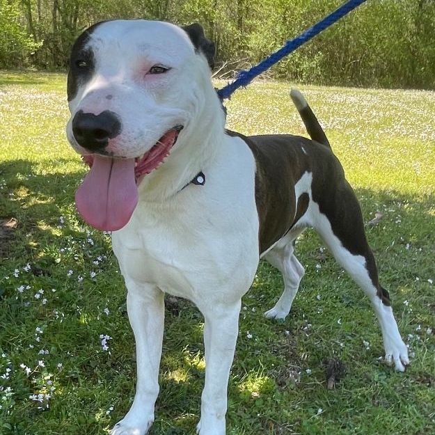 Jesse, an adoptable Pit Bull Terrier in Heber Springs, AR, 72543 | Photo Image 1