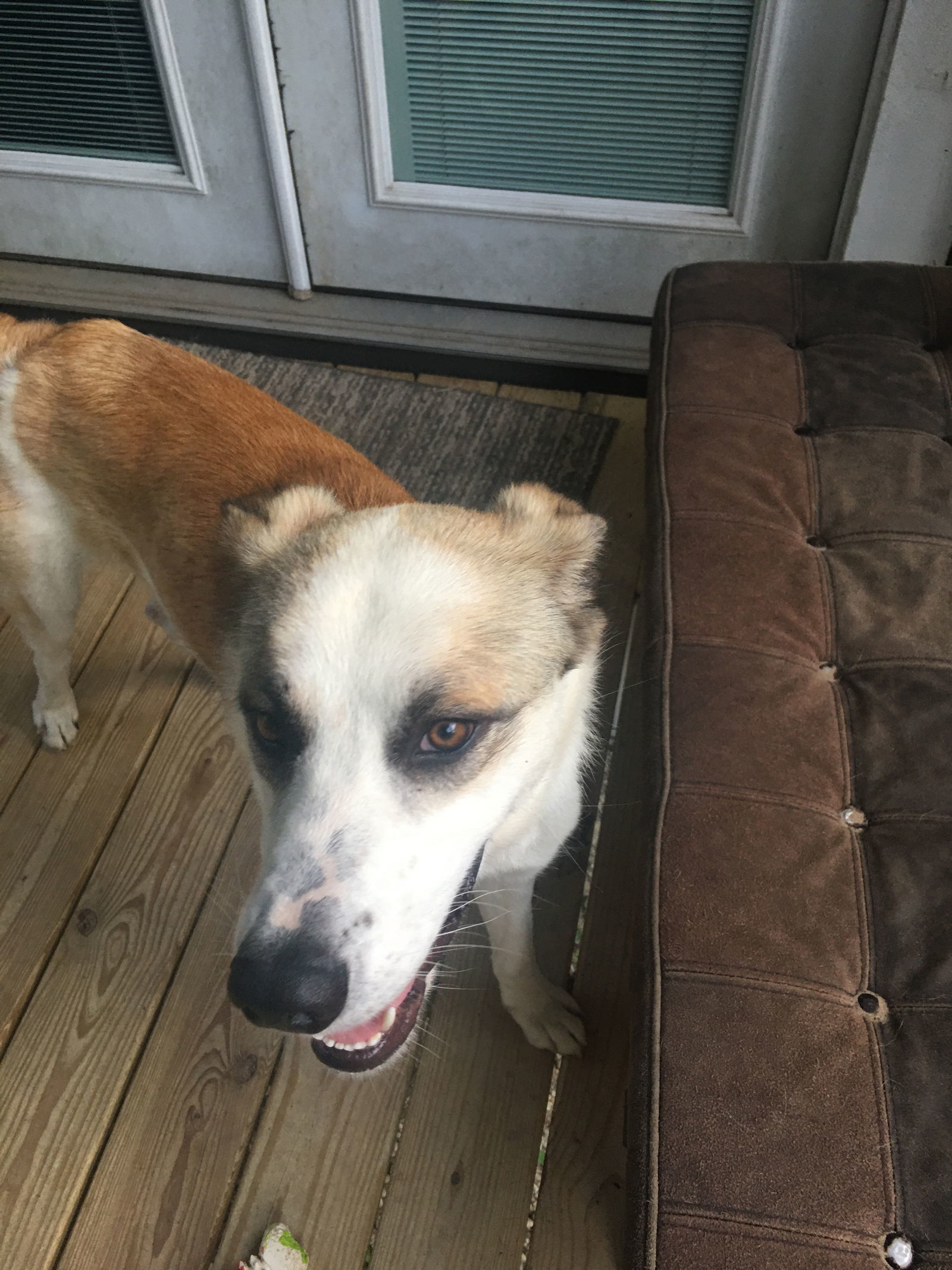 Big Guy, an adoptable Anatolian Shepherd, Shepherd in The Woodlands, TX, 77393 | Photo Image 1