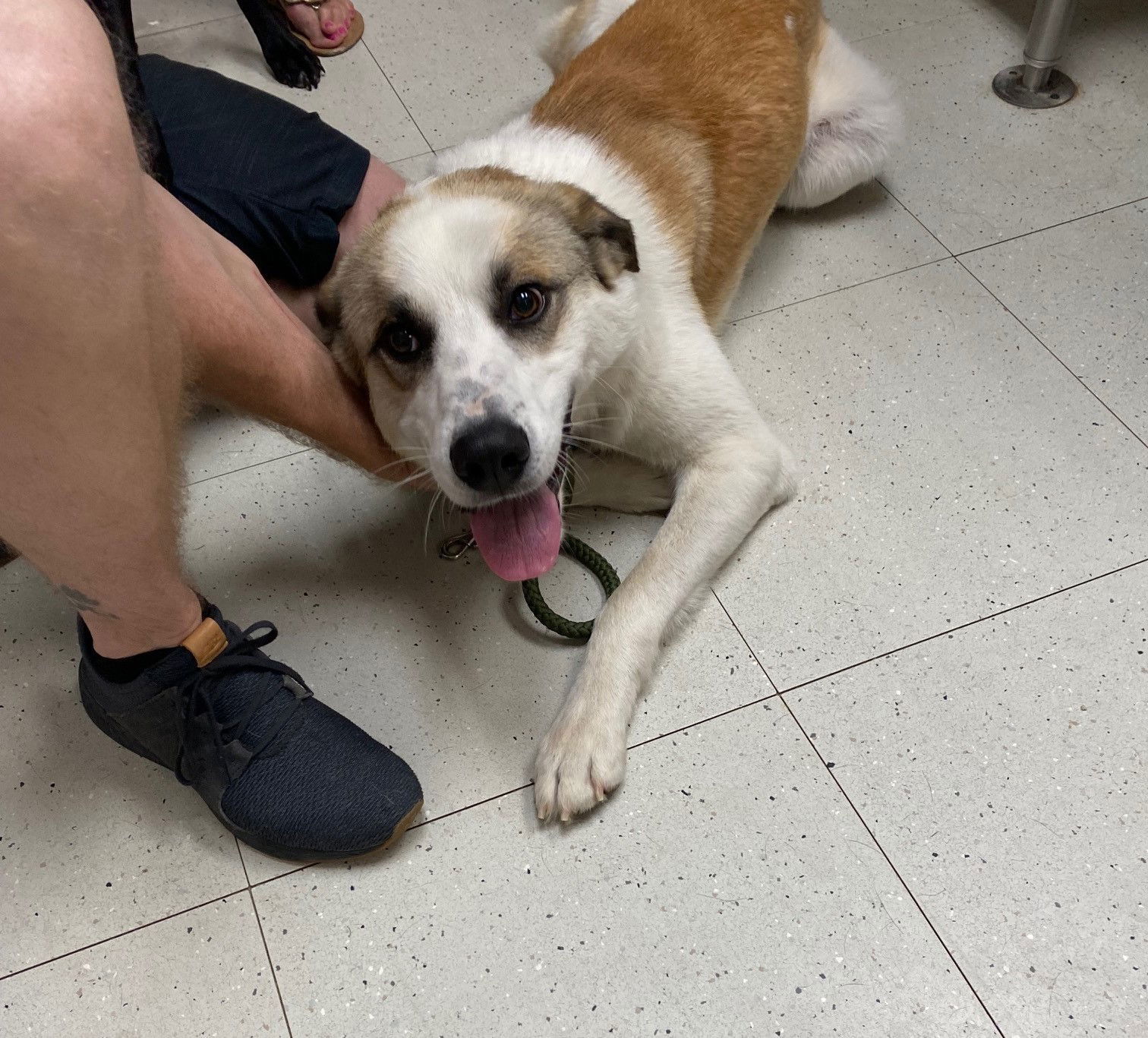 Big Guy, an adoptable Anatolian Shepherd, Shepherd in The Woodlands, TX, 77393 | Photo Image 2