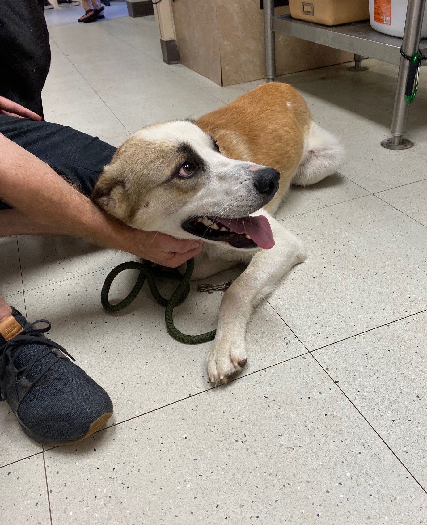 Big Guy, an adoptable Anatolian Shepherd, Shepherd in The Woodlands, TX, 77393 | Photo Image 3