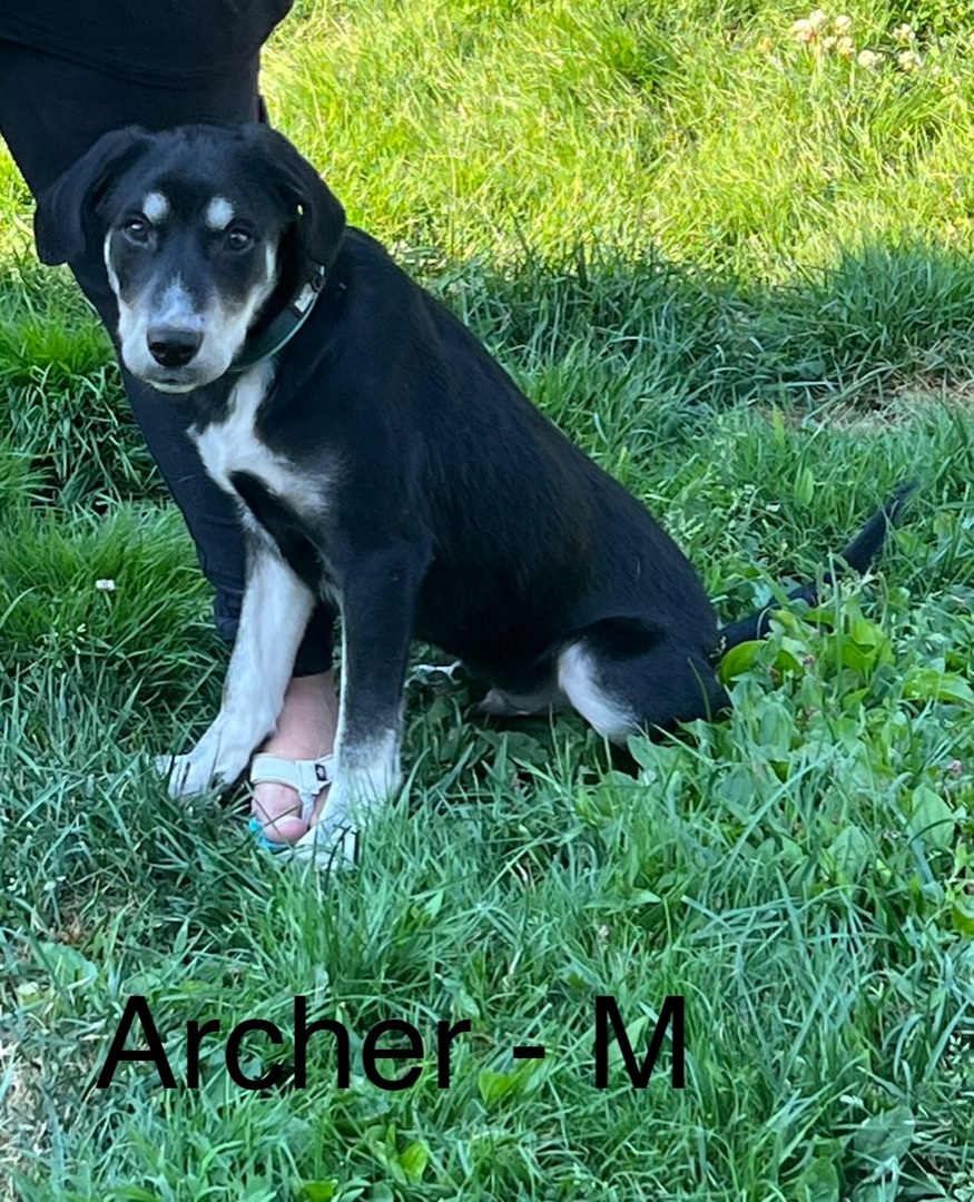 Archer