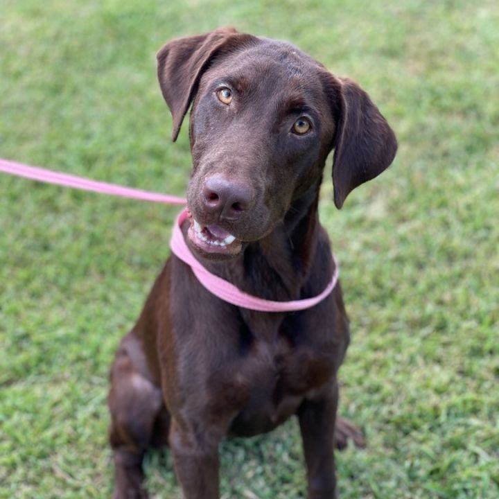 Lexie, an adopted Labrador Retriever Mix in Seattle, WA_image-2