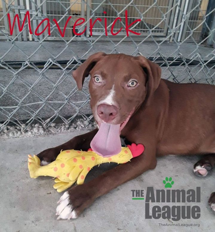 Maverick, an adopted Pit Bull Terrier Mix in Clermont, FL_image-1