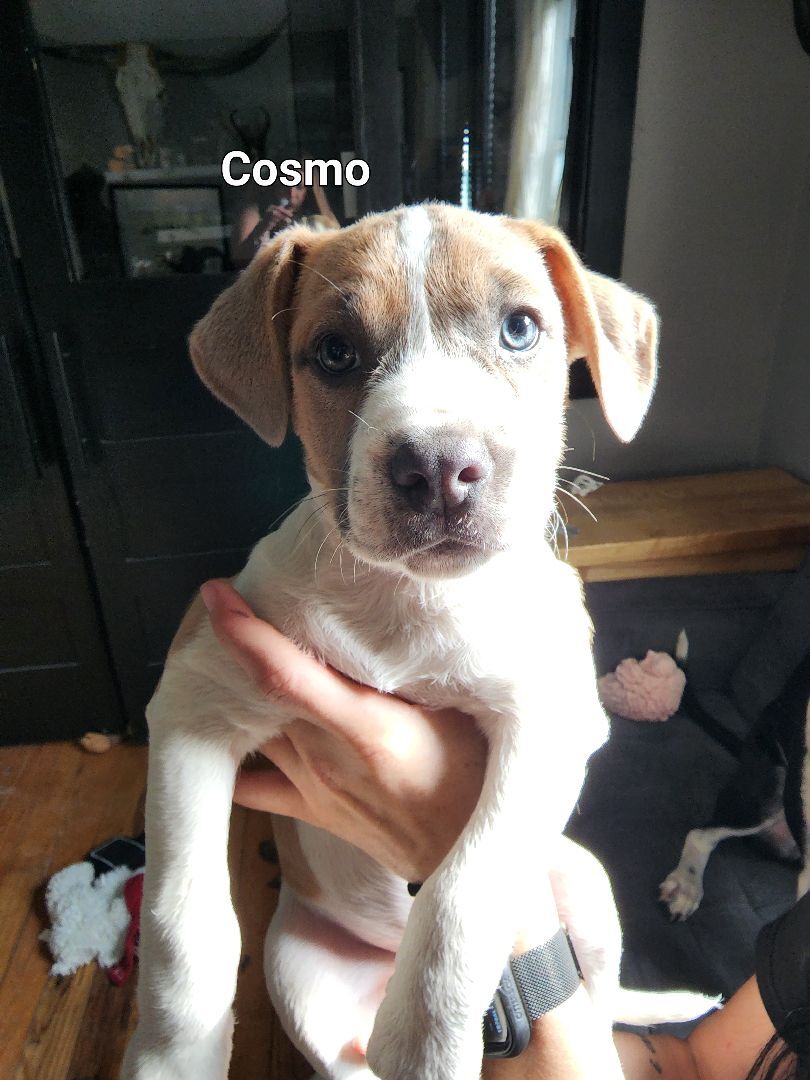 Cosmo