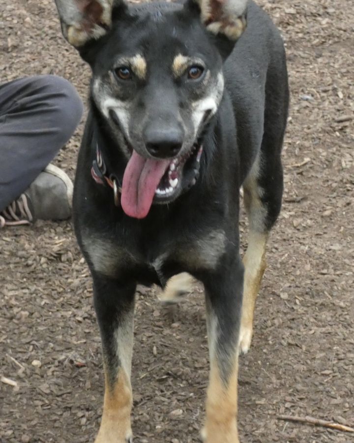 Olive, an adopted Cattle Dog & Shepherd Mix in Bloomingdale, NJ_image-2