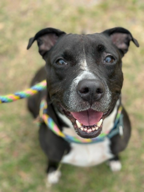 MOLLY, an adoptable Mixed Breed in Palmetto, FL, 34221 | Photo Image 1