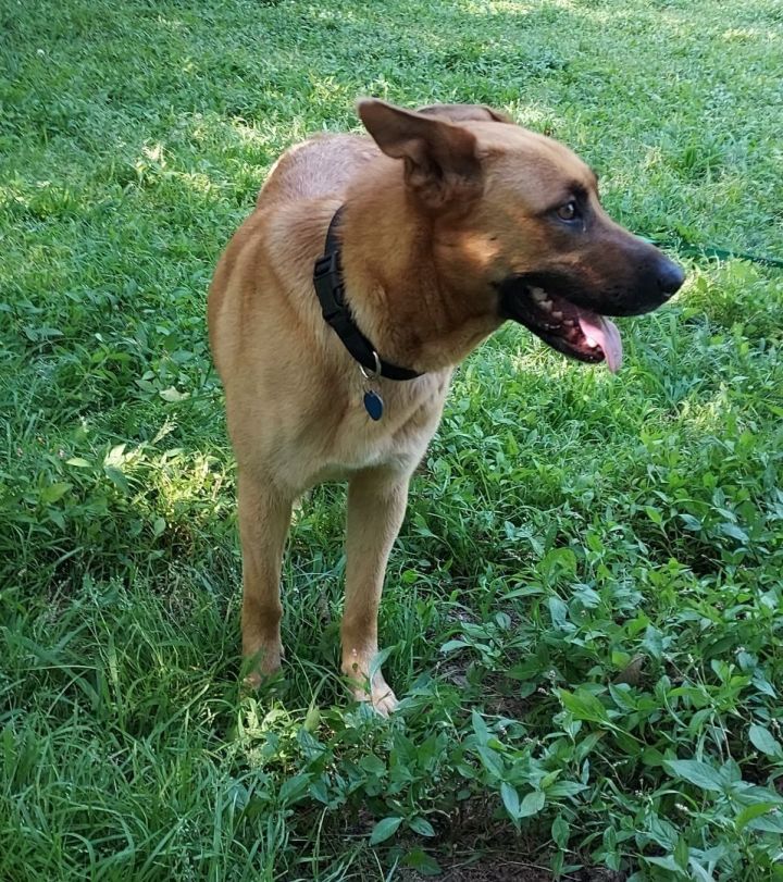 Dog for adoption - Rosie, a Shepherd Mix in Southington, CT | Petfinder