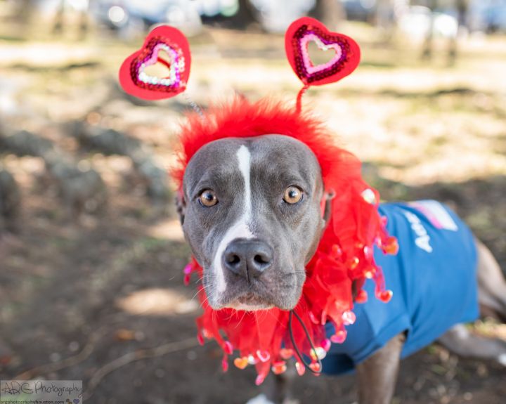 Dulce, an adoptable American Staffordshire Terrier Mix in Lansing, MI_image-2