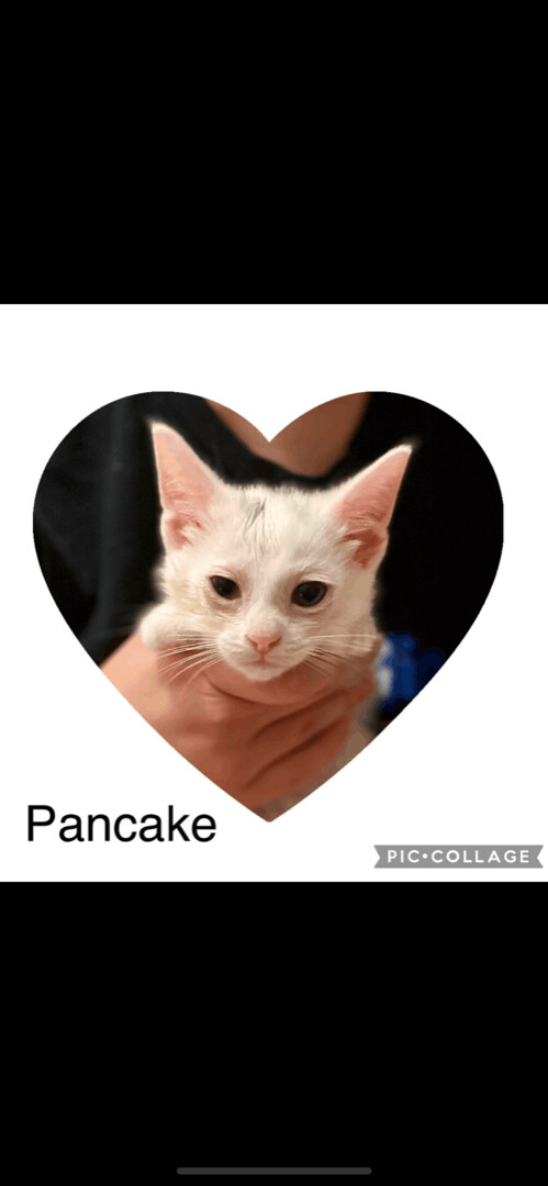 Pancake, an adoptable Domestic Short Hair Mix in Omaha, NE_image-2
