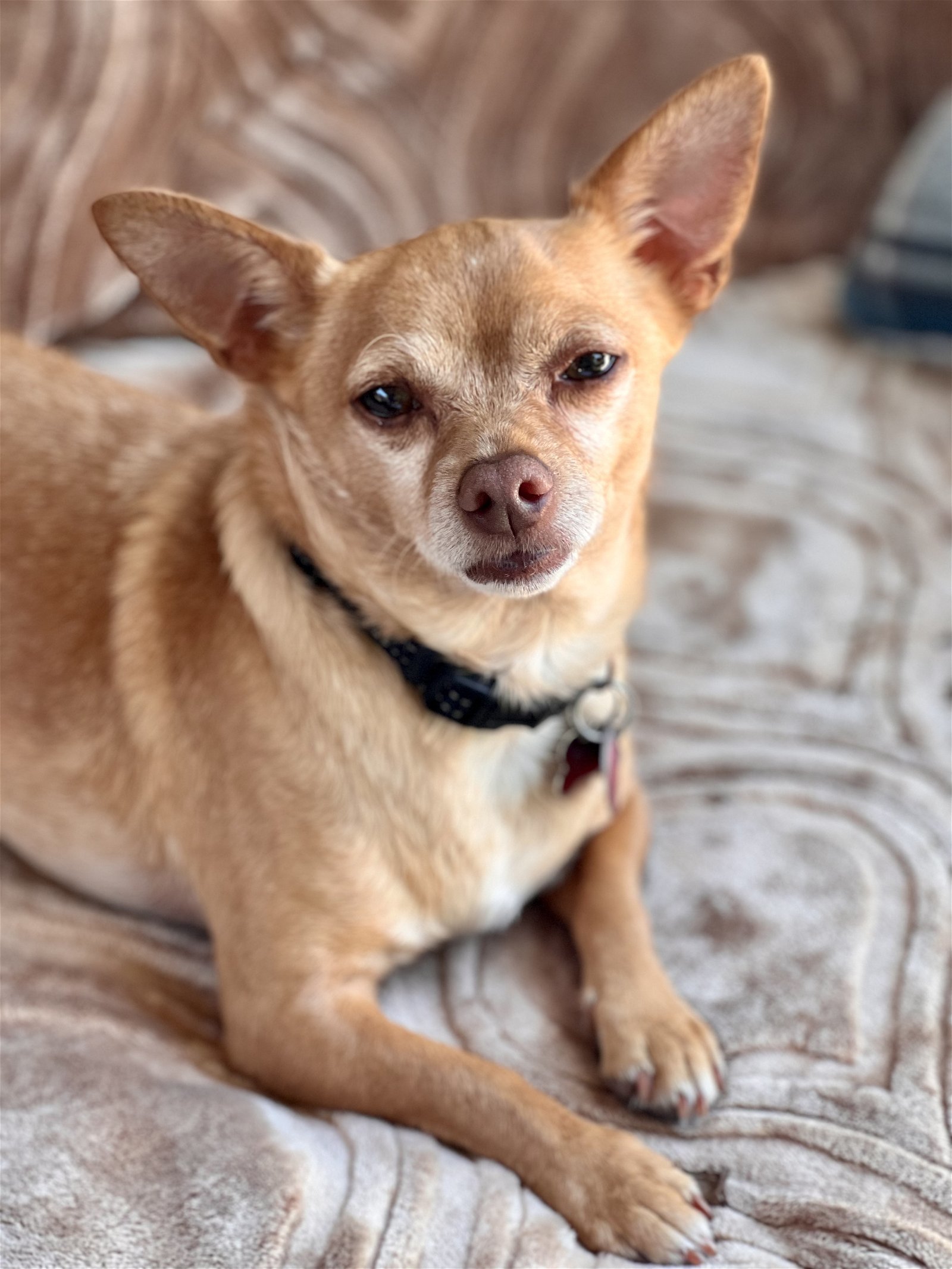 Diego, an adoptable Chihuahua, Terrier in Santa Clara, CA, 95050 | Photo Image 1