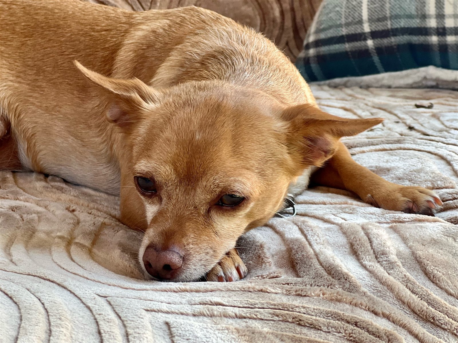 Diego, an adoptable Chihuahua, Terrier in Santa Clara, CA, 95050 | Photo Image 2