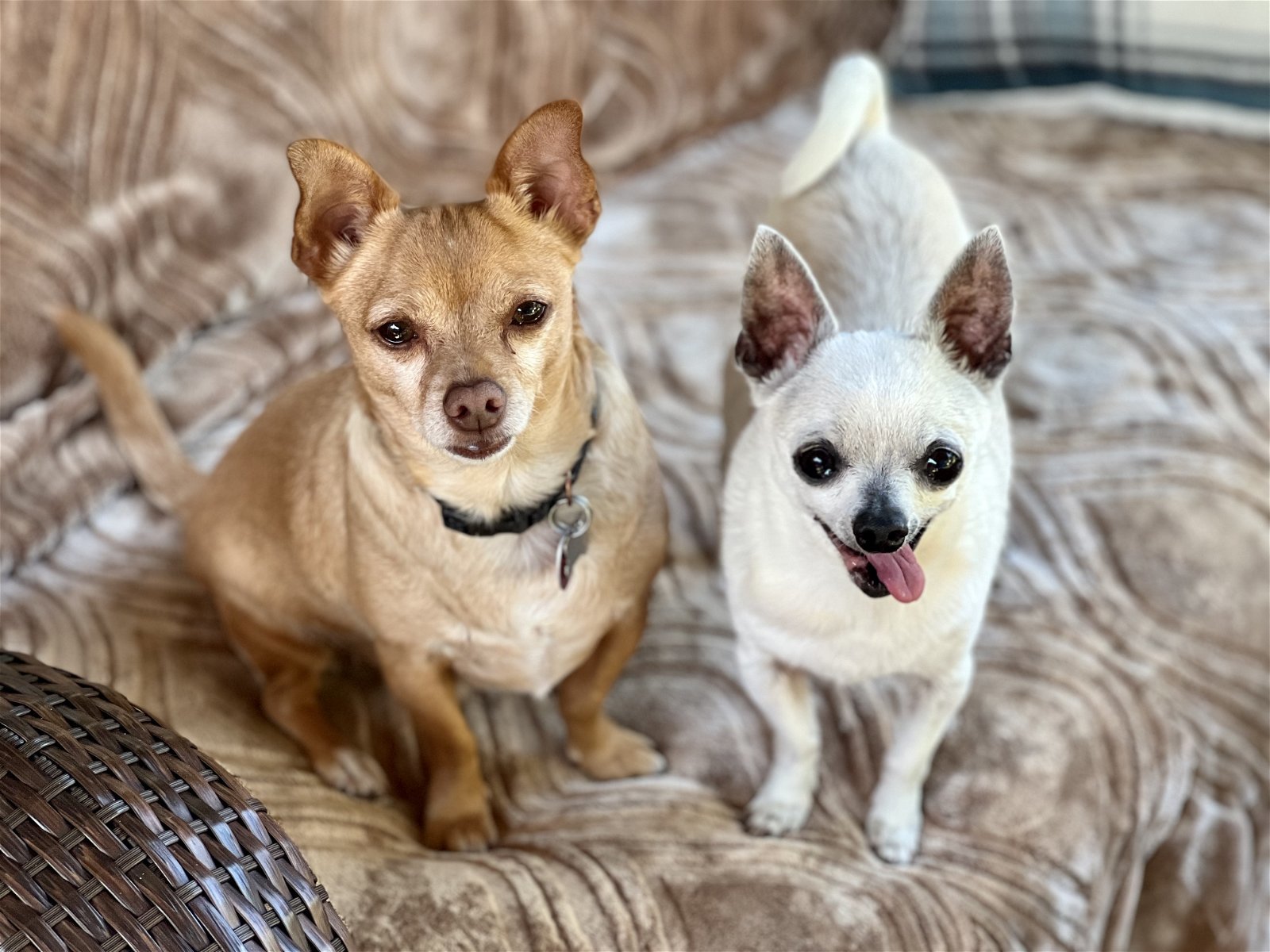 Diego, an adoptable Chihuahua, Terrier in Santa Clara, CA, 95050 | Photo Image 3