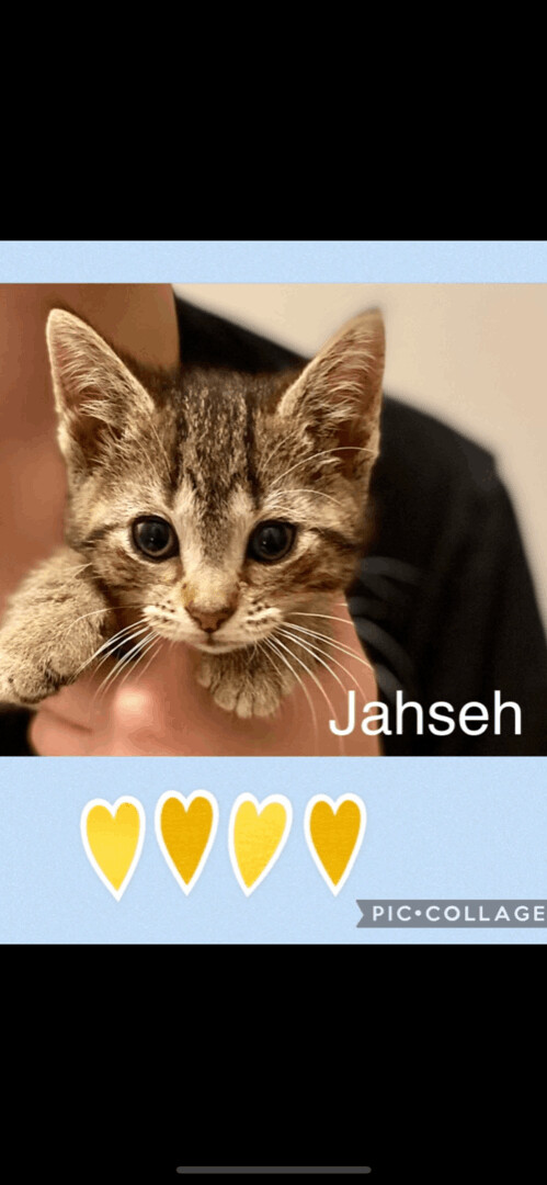 Jahseh, an adopted Domestic Short Hair & Tabby Mix in Omaha, NE_image-1