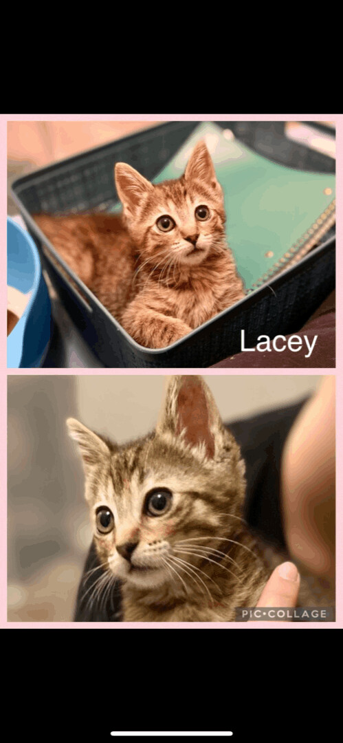 Lacey, an adopted Domestic Short Hair & Tabby Mix in Omaha, NE_image-1