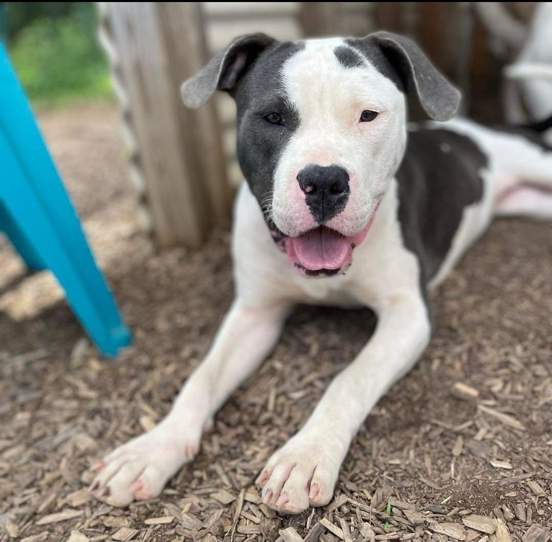 Lilly - At the Shelter