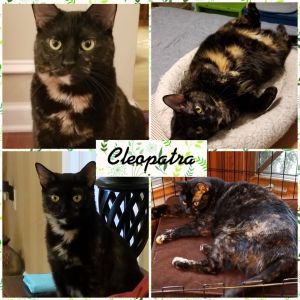 Cleopatra