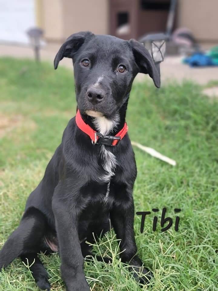 Tibi