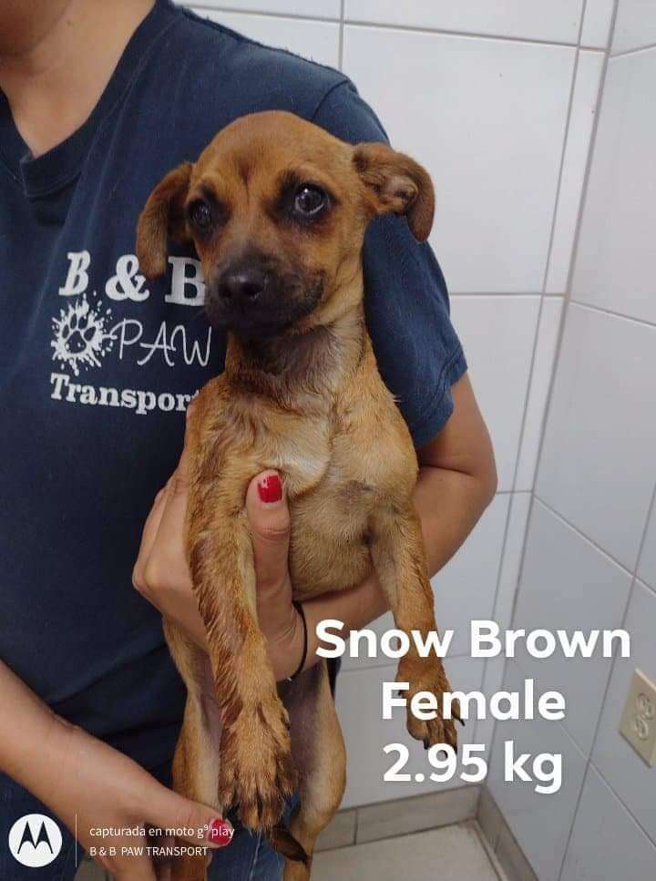 Snow Brown