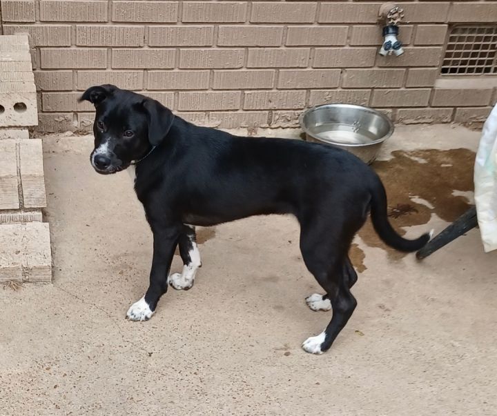 springer spaniel lab border collie mix