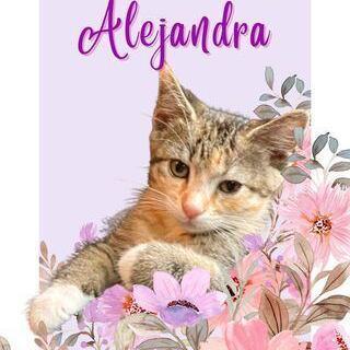 Alejandra 1