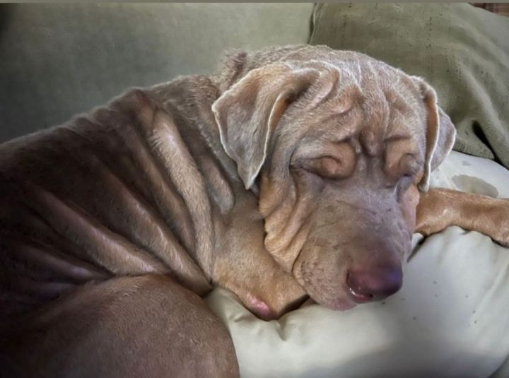 Turkey in NH, an adopted Shar-Pei Mix in Manchester, NH_image-1