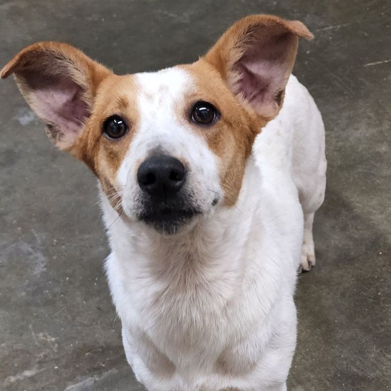 GiGi, an adoptable Jack Russell Terrier, Beagle in Wheelersburg, OH, 45694 | Photo Image 2