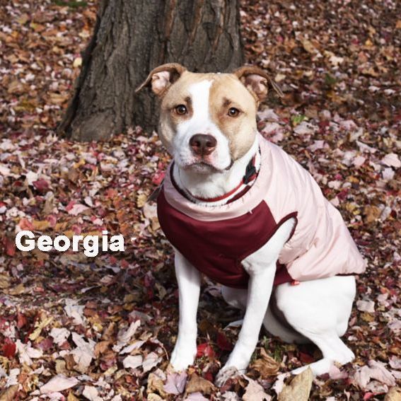 Georgia 0219 , an adoptable Staffordshire Bull Terrier, Jack Russell Terrier in West Bloomfield, MI, 48325 | Photo Image 2