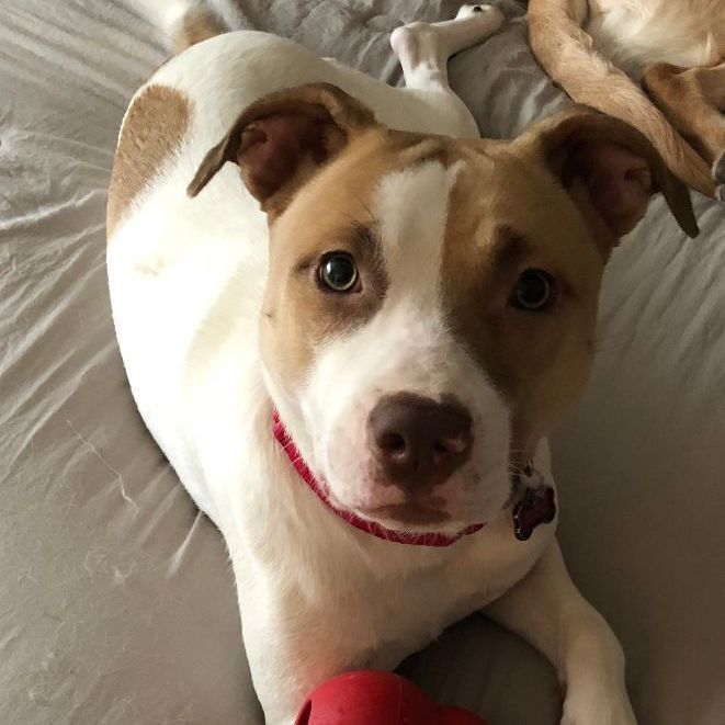 Bull terrier and sales jack russell mix