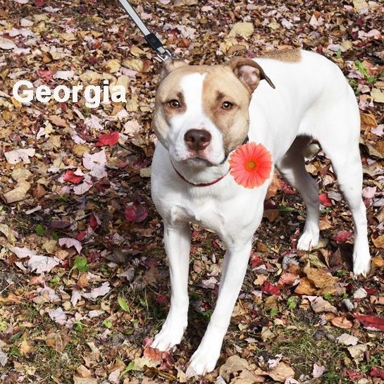 Georgia 0219 , an adoptable Staffordshire Bull Terrier, Jack Russell Terrier in West Bloomfield, MI, 48325 | Photo Image 1