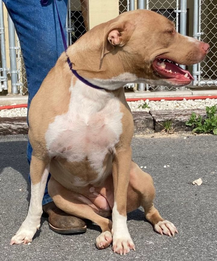 Dog for adoption Eliza, an American Bulldog Mix in Bronson, FL