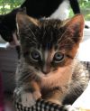 Tabby kittens - super socialized! photo 2