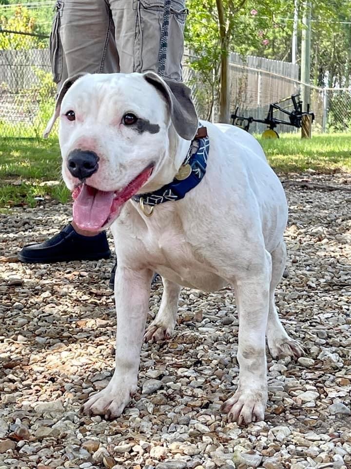 Chance, an adoptable American Bulldog in St. Francisville, LA, 70775 | Photo Image 1