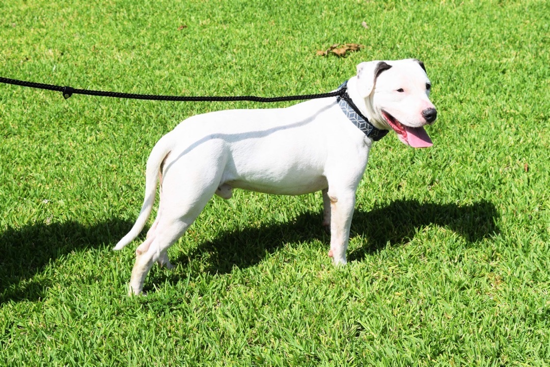 Chance, an adoptable American Bulldog in St. Francisville, LA, 70775 | Photo Image 2