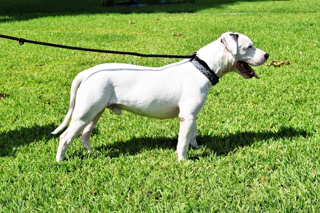 Chance, an adoptable American Bulldog in St. Francisville, LA, 70775 | Photo Image 3