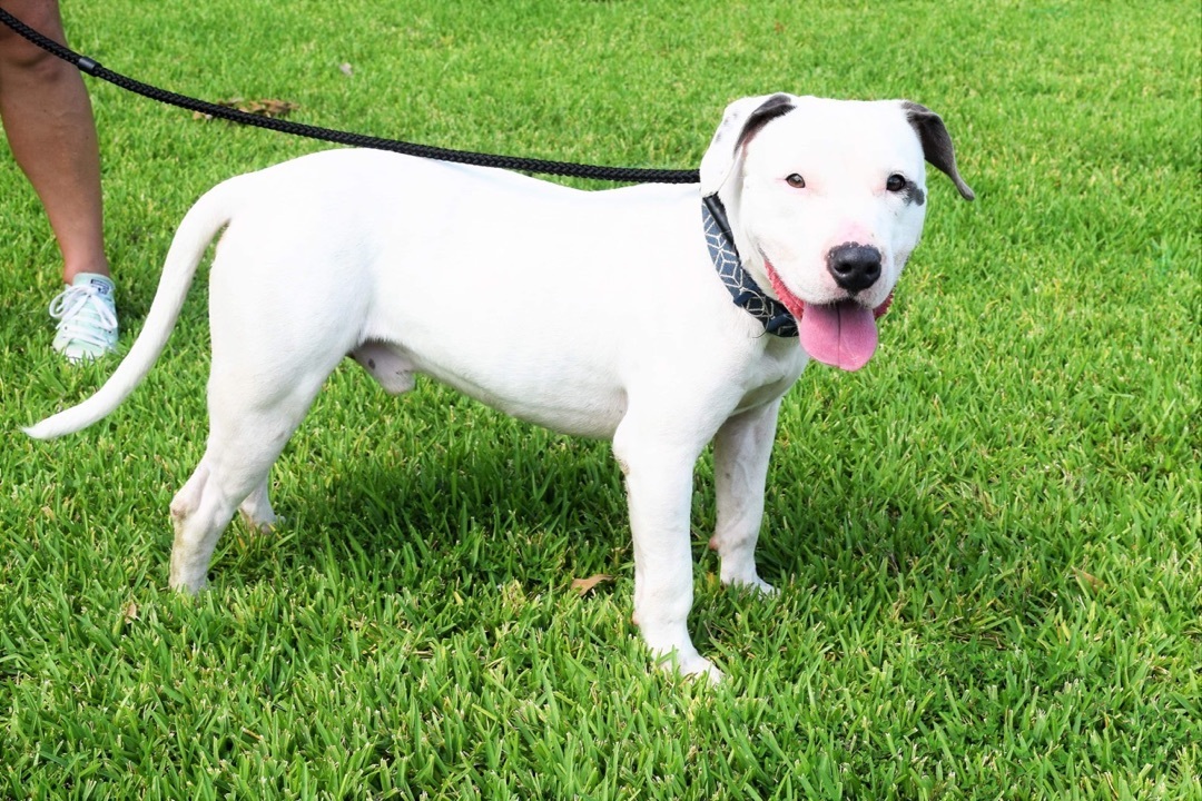 Chance, an adoptable American Bulldog in St. Francisville, LA, 70775 | Photo Image 4