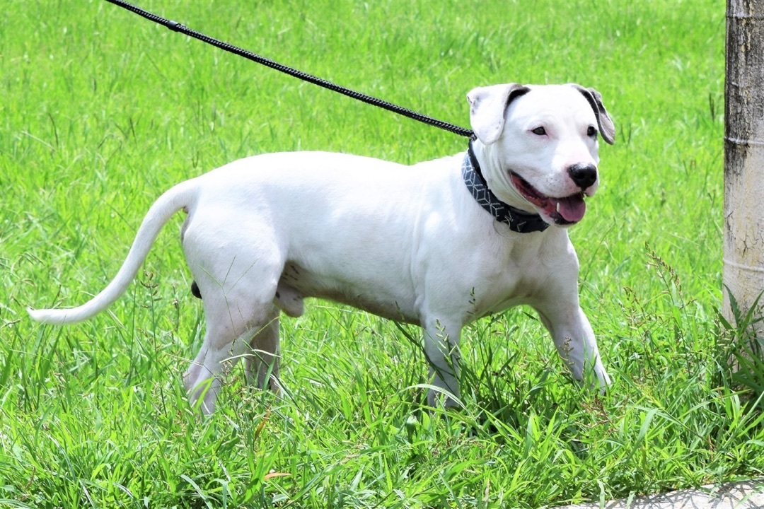 Chance, an adoptable American Bulldog in St. Francisville, LA, 70775 | Photo Image 5