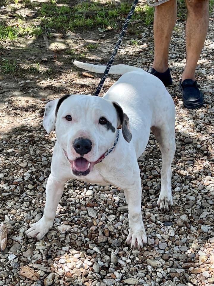 Chance, an adoptable American Bulldog in St. Francisville, LA, 70775 | Photo Image 6