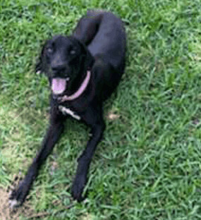 Black lab great store dane mix puppy