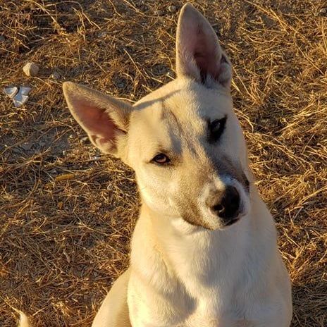 Aryo, an adoptable Husky, Siberian Husky in Brownwood, TX, 76801 | Photo Image 1