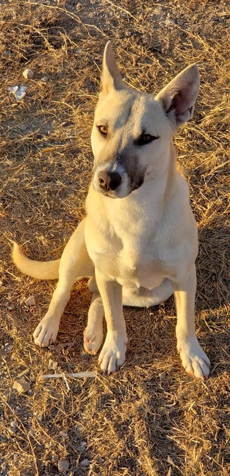 Aryo, an adoptable Husky, Siberian Husky in Brownwood, TX, 76801 | Photo Image 3