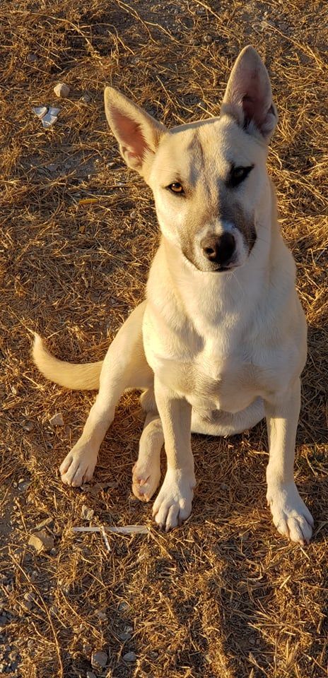 Aryo, an adoptable Husky, Siberian Husky in Brownwood, TX, 76801 | Photo Image 4