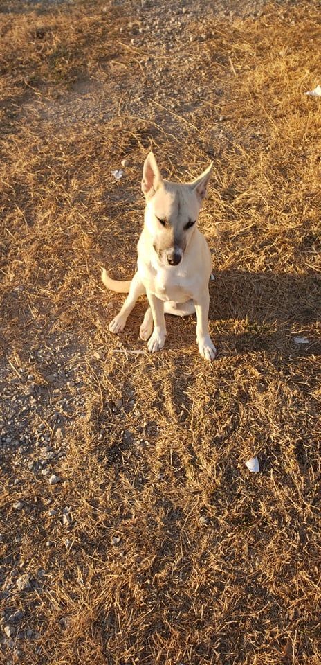 Aryo, an adoptable Husky, Siberian Husky in Brownwood, TX, 76801 | Photo Image 5