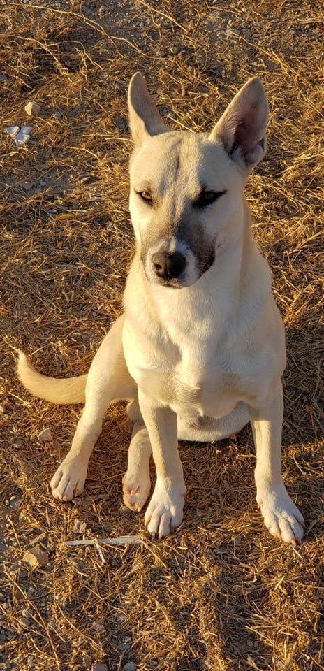 Aryo, an adoptable Husky, Siberian Husky in Brownwood, TX, 76801 | Photo Image 6