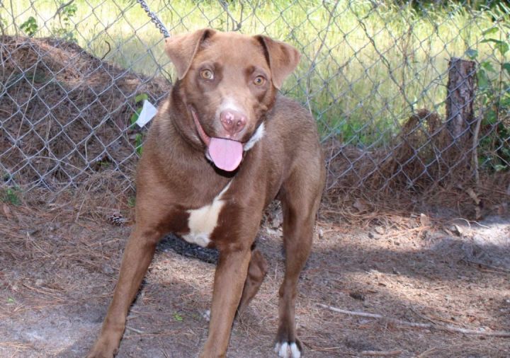 Dog for adoption - Boomer, a Pit Bull Terrier Mix in Statesboro, GA ...