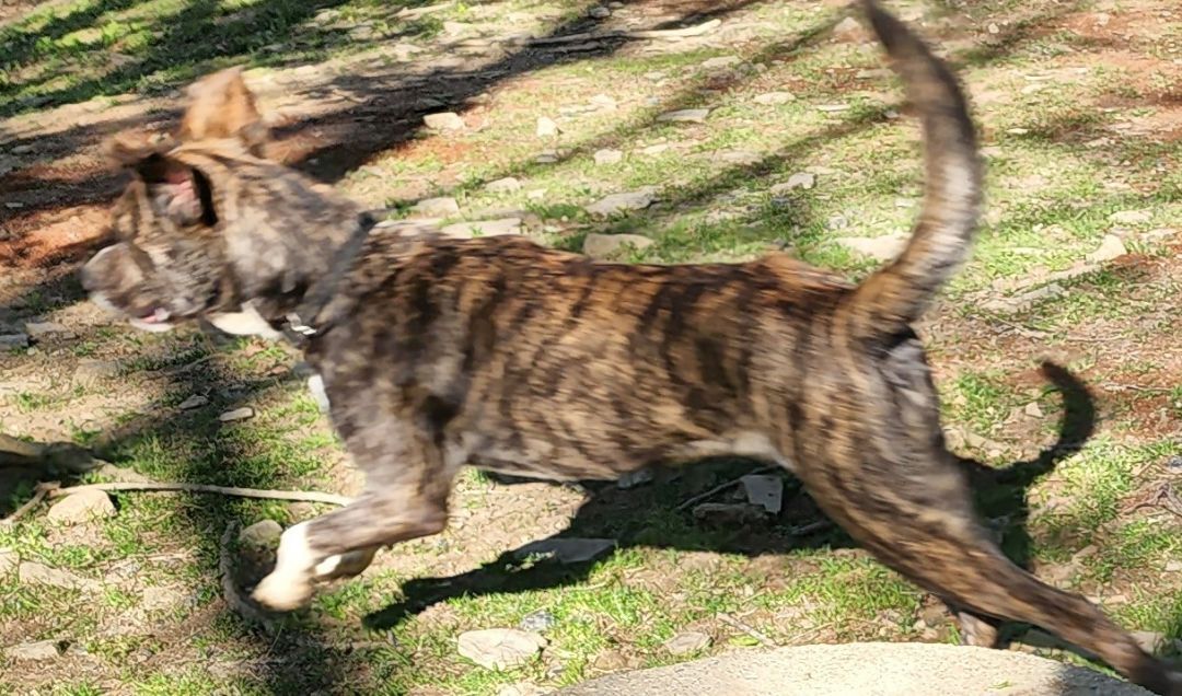 Nala, an adoptable Mountain Cur in Cincinnati, OH, 45255 | Photo Image 1