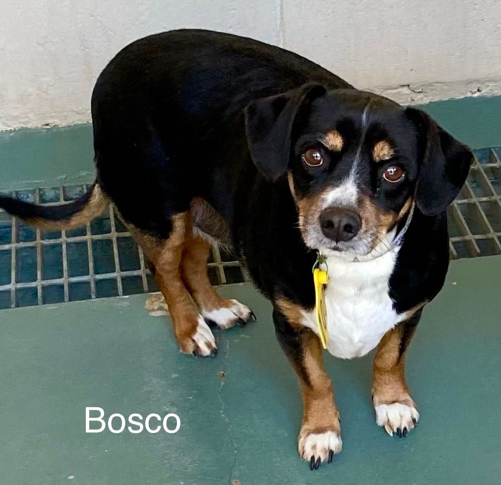 Bosco detail page