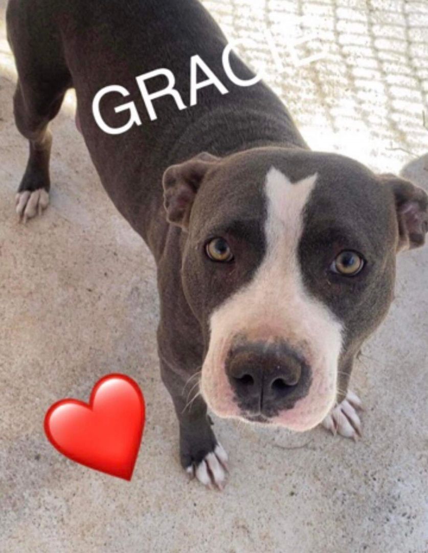 Grace, an adoptable Pit Bull Terrier in Cincinnati, OH, 45255 | Photo Image 1