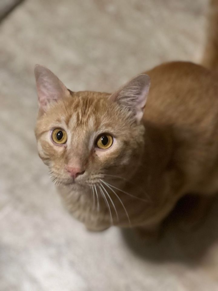 Sid, an adopted Domestic Short Hair & Tabby Mix in Omaha, NE_image-1